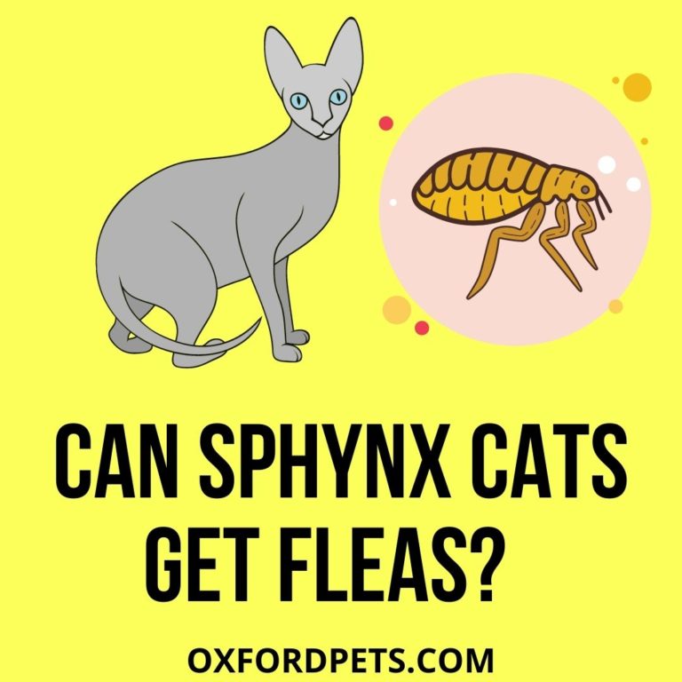 Can Sphynx Cats Get Fleas? (5 Sources, 6 Prevention Tips) Oxford Pets