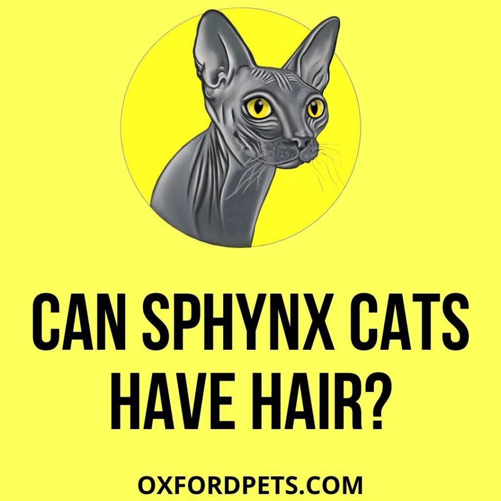Can Sphynx Cats Have Hair?
