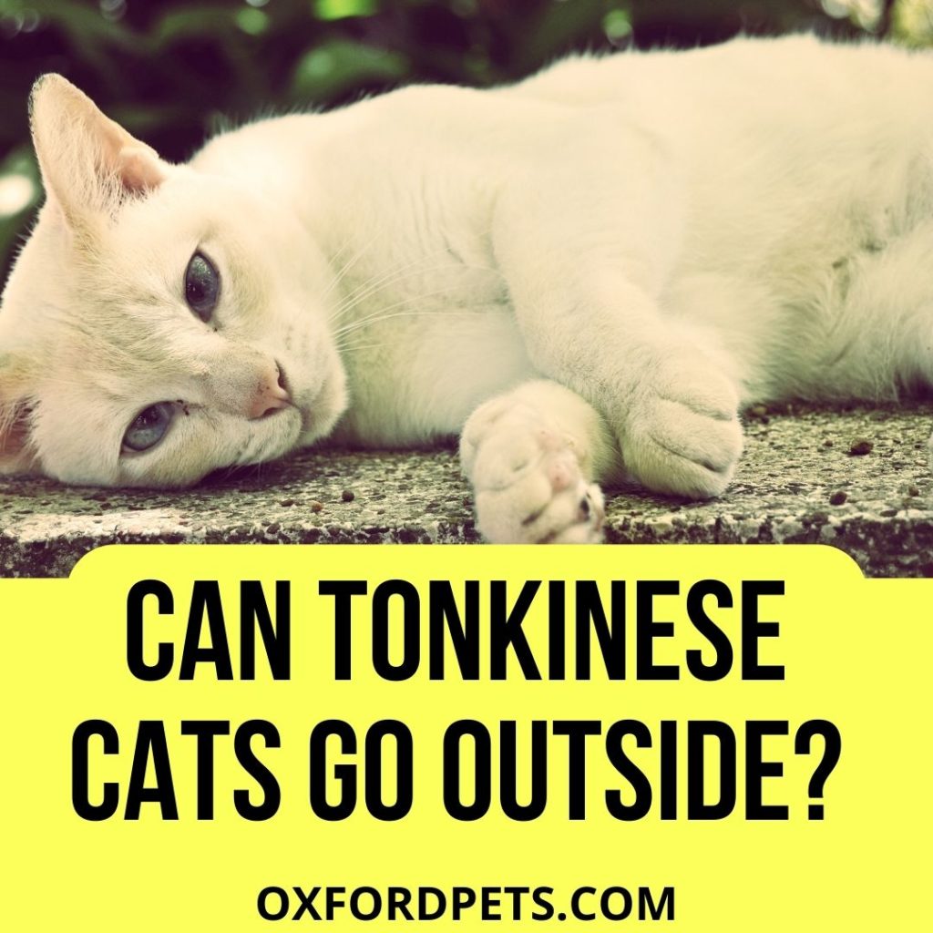 Can Tonkinese Cats Go Outside? (5 Reasons, 4 Tips)