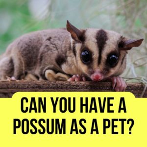 Can You Have A Possum As A Pet? Is it Legal? [2022] - Oxford Pets