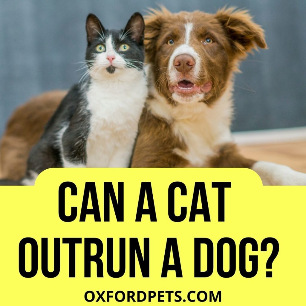 Can a Cat Outrun a Dog? (Are Cats or Dogs Faster?)