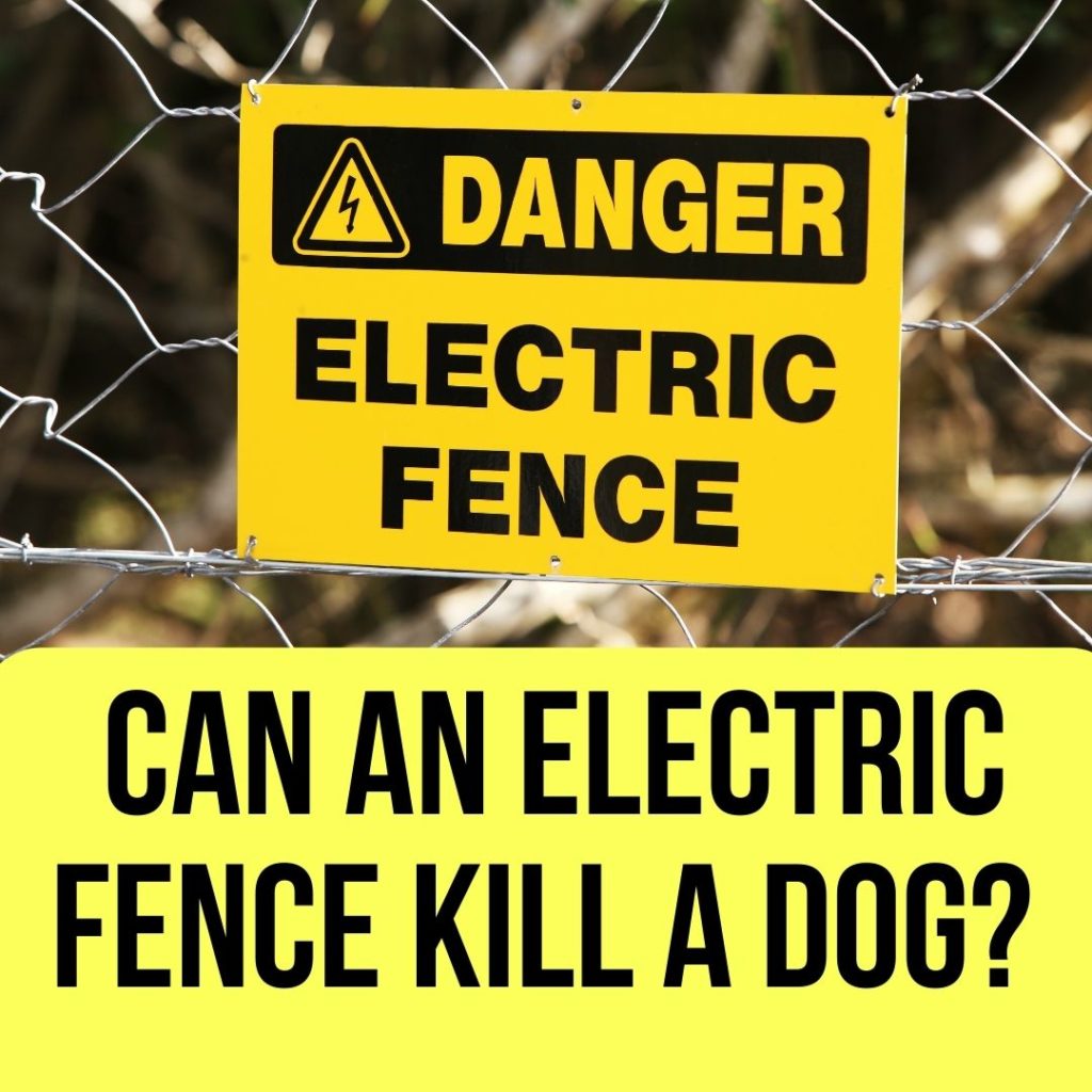 Can an Electric Fence Kill a Dog
