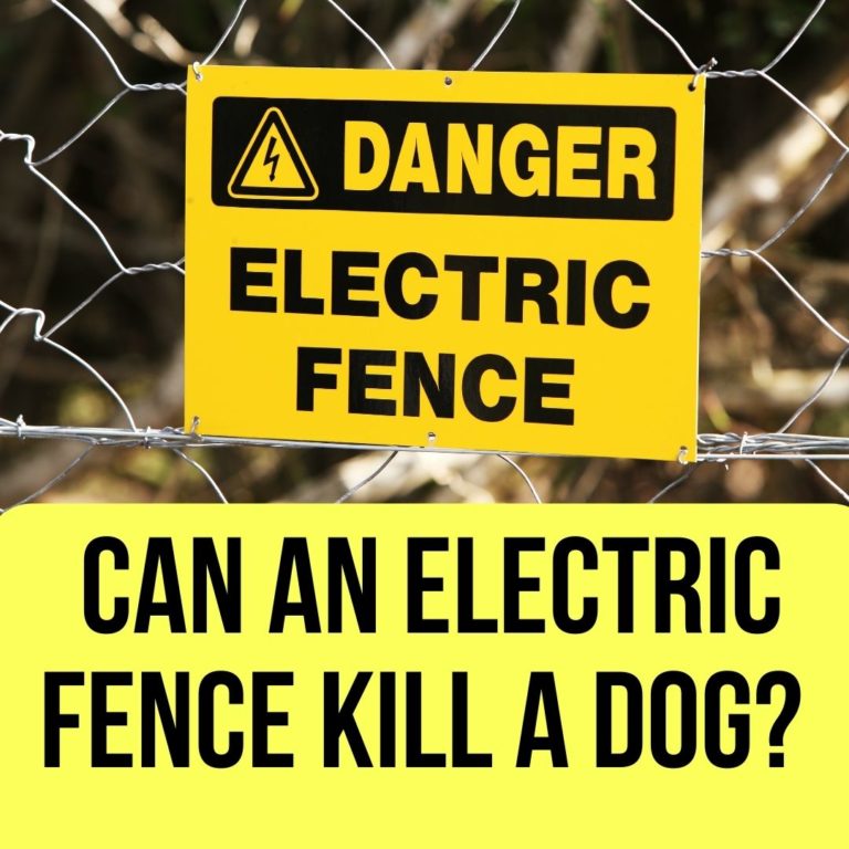 Canine Electrocution Can An Electric Fence Kill A Dog? Oxford Pets