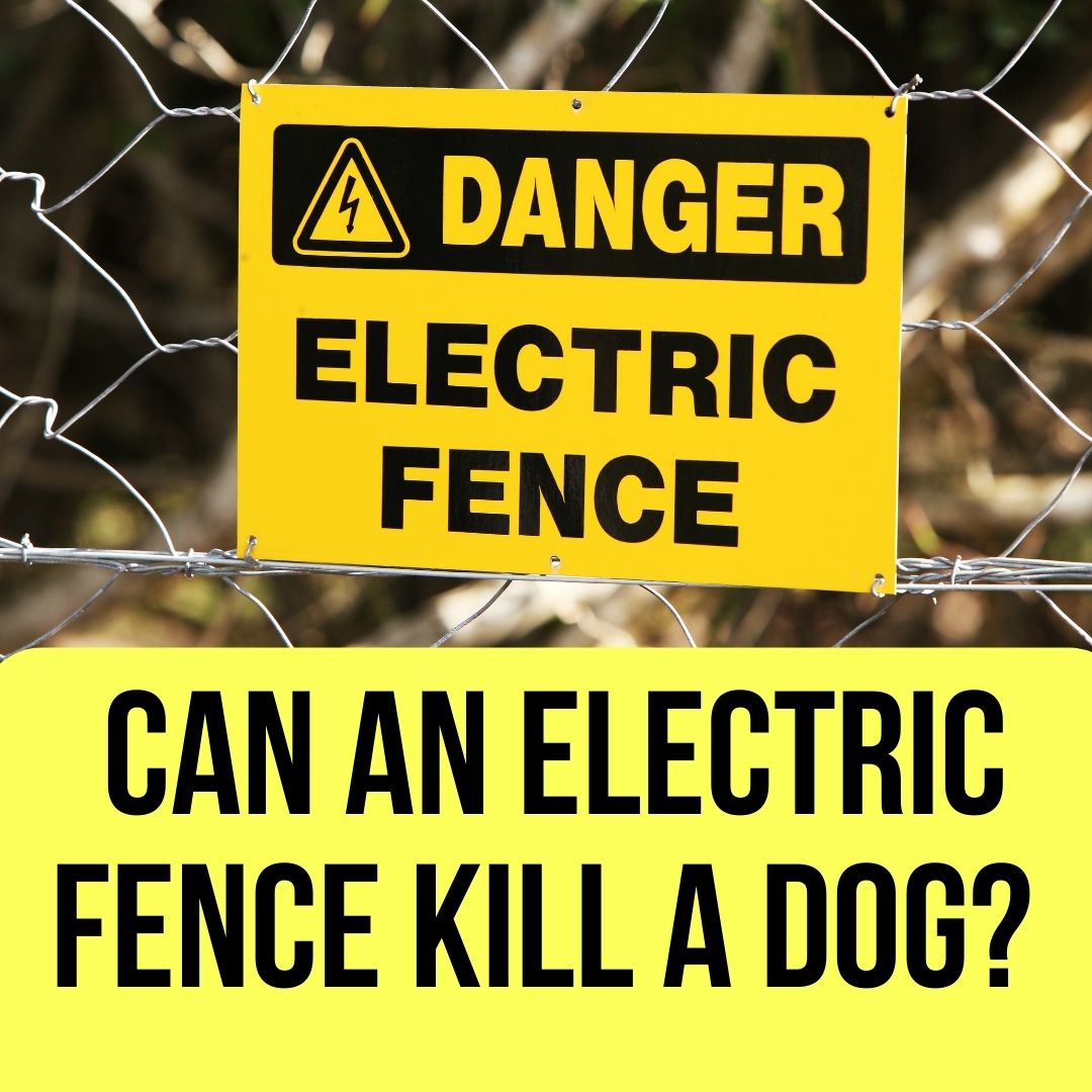 canine-electrocution-can-an-electric-fence-kill-a-dog-oxford-pets