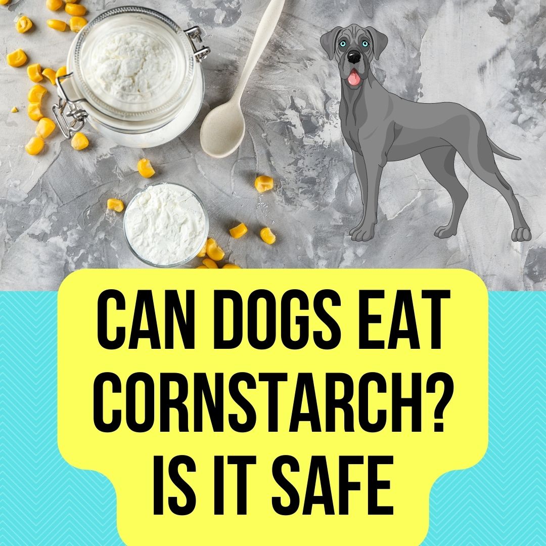 can-dogs-eat-cornstarch-5-pros-and-cons-in-2022-oxford-pets