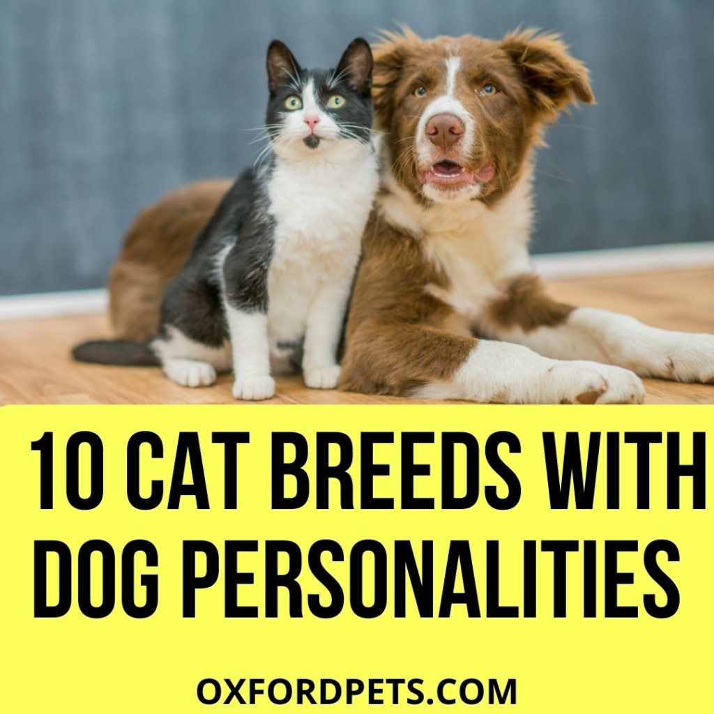Cat Breeds with Dog Personalities