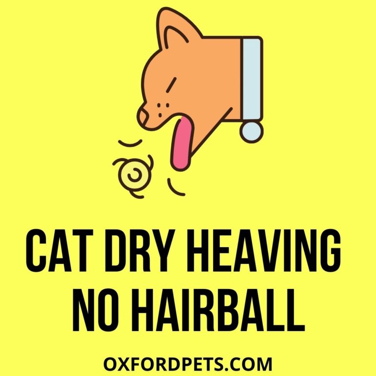 Cat Dry Heaving No Hairball: [What Does it Mean?] - Oxford Pets