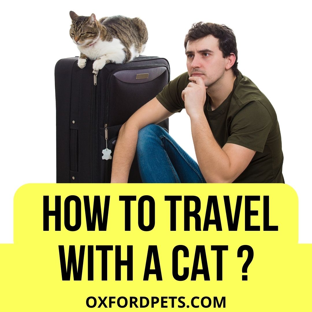 travel with cat from uk