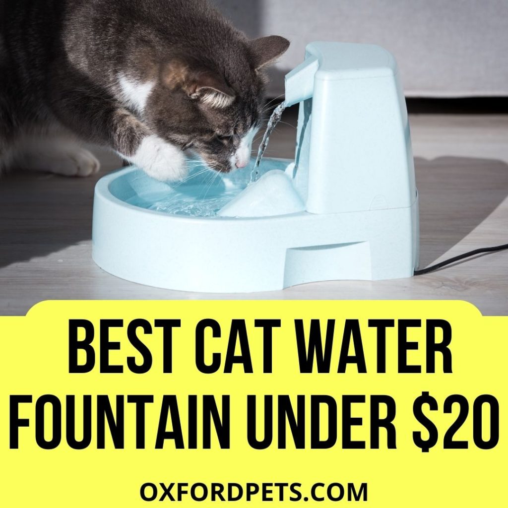 Cat Water Fountain Under $20