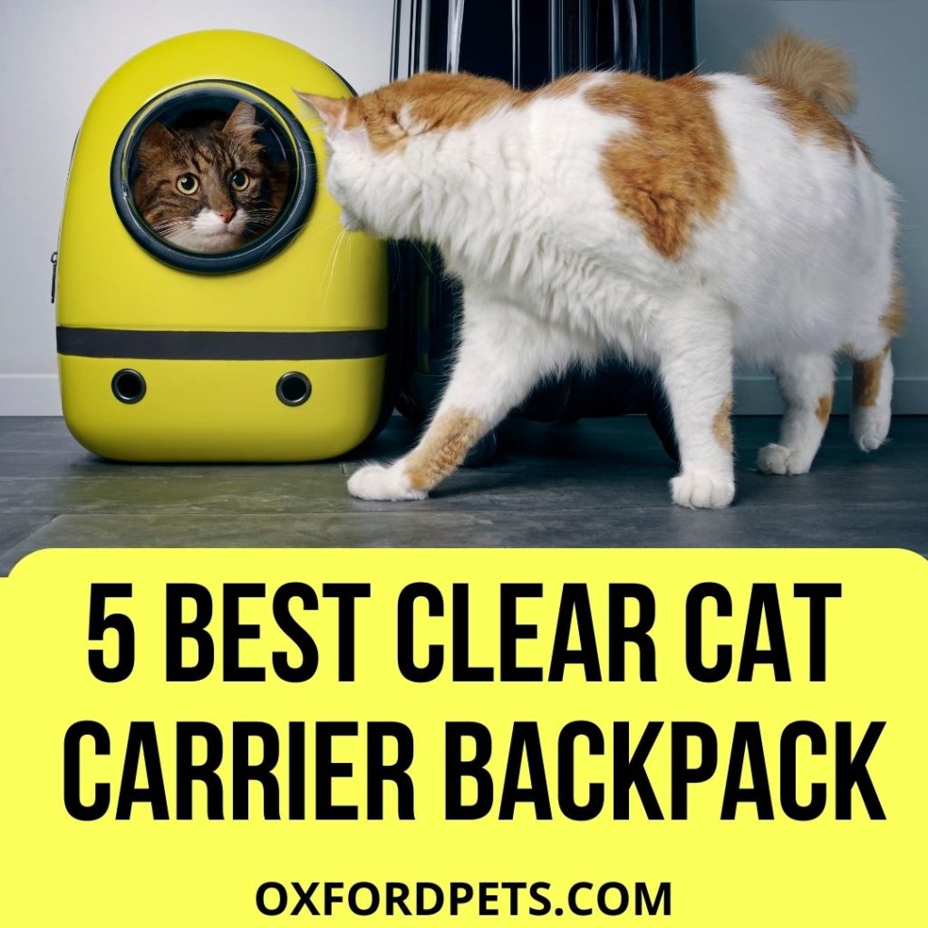 Clear Cat Carrier Backpack