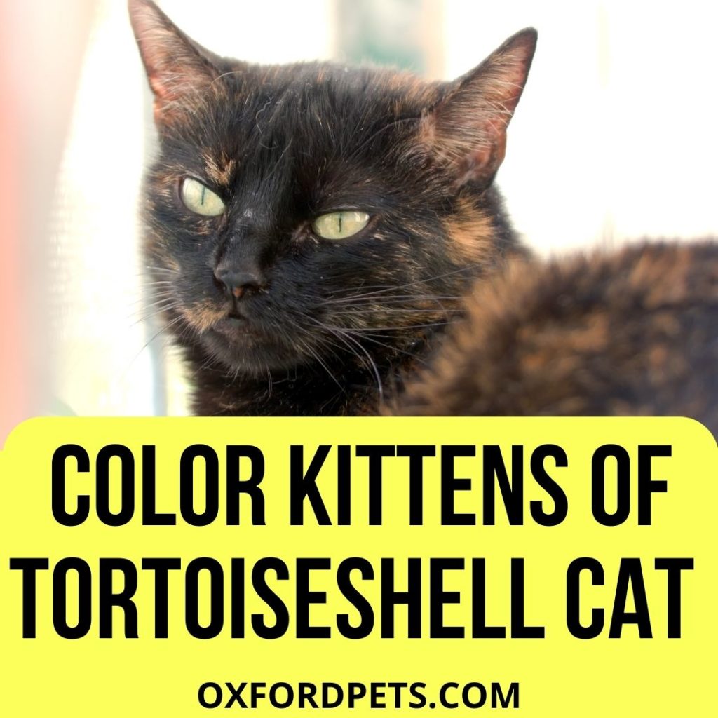 Color Kittens Will A Tortoiseshell