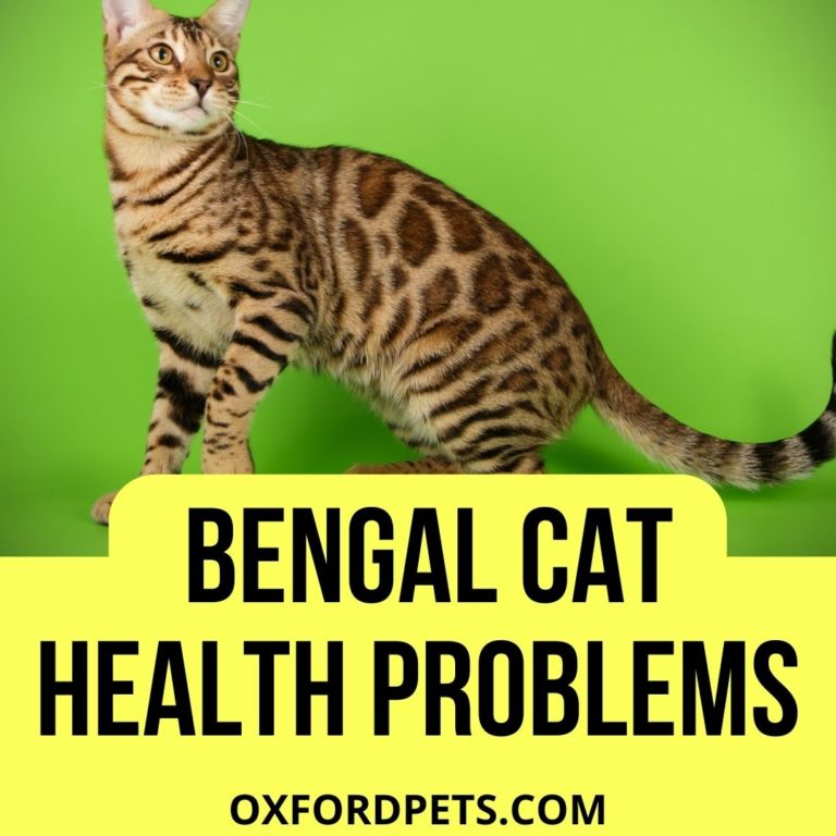 5 Common Bengal Cat Health Problems Oxford Pets