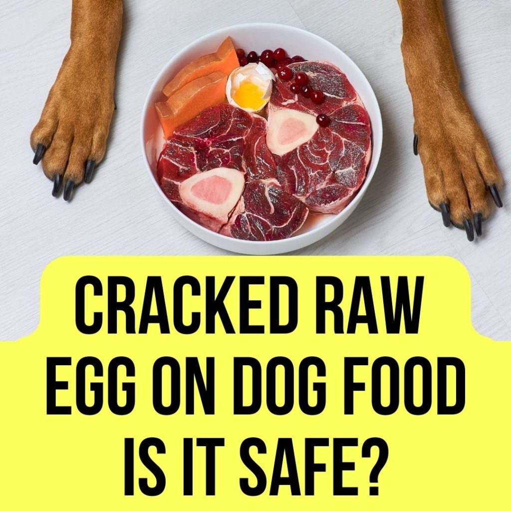 Cracked Raw Egg on Dog Food