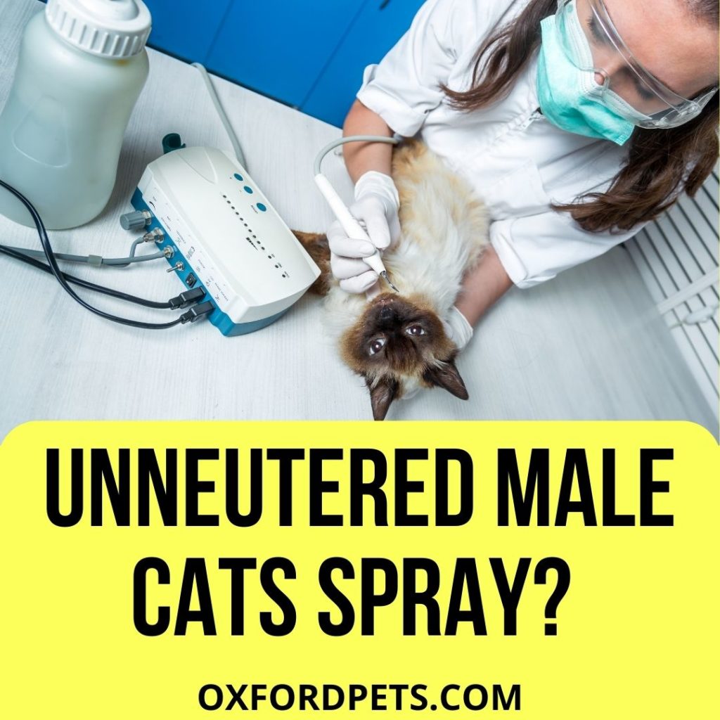 Do All Unneutered Male Cats Spray