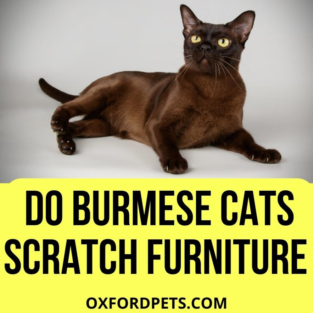 Do Burmese Cats Scratch Furniture?