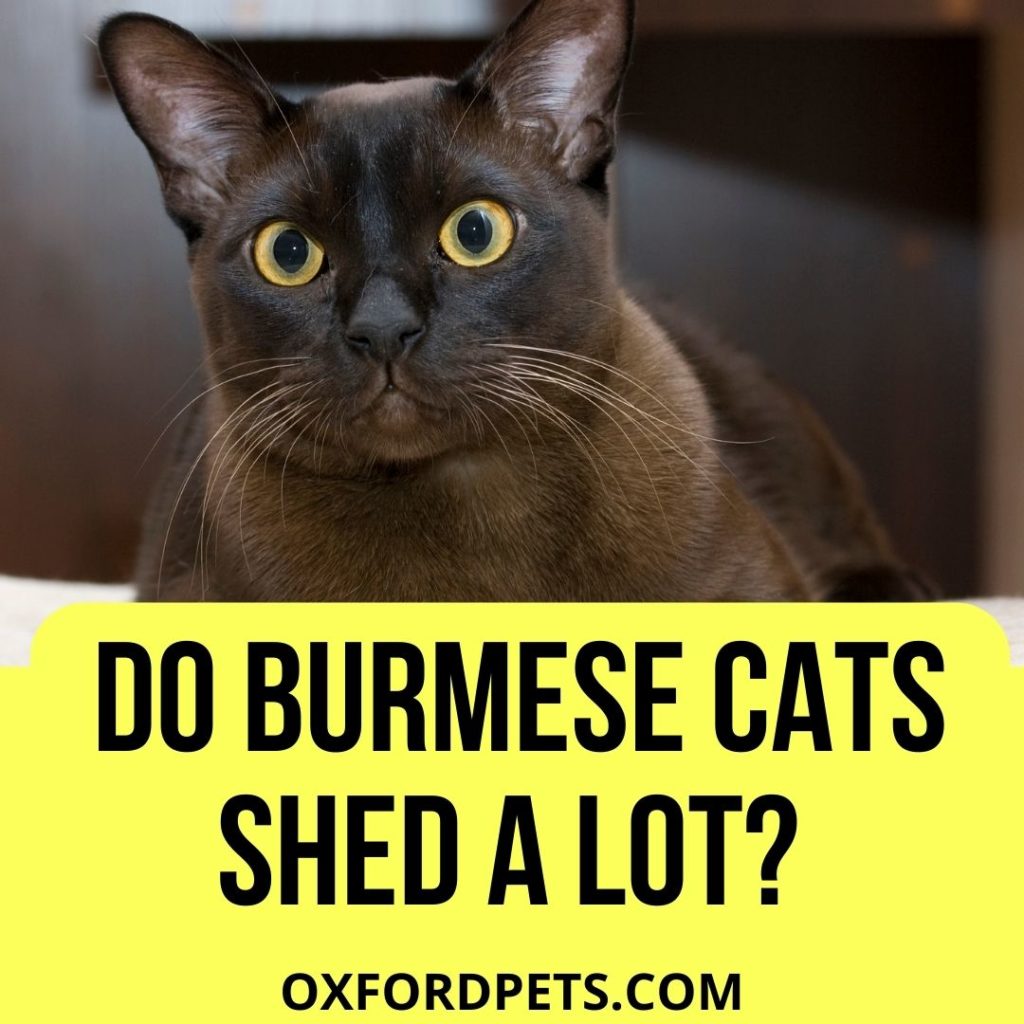 Do Burmese Cats Shed A Lot?