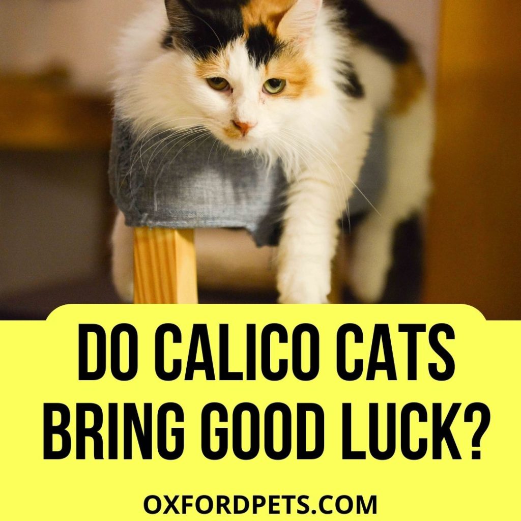 Do Calico Cats Bring Good Luck