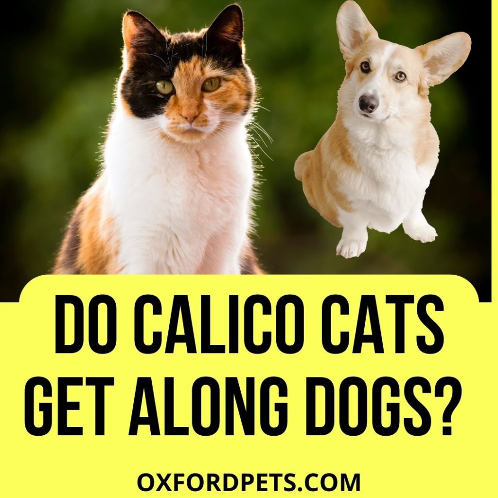 Do Calico Cats Get Along With Dogs