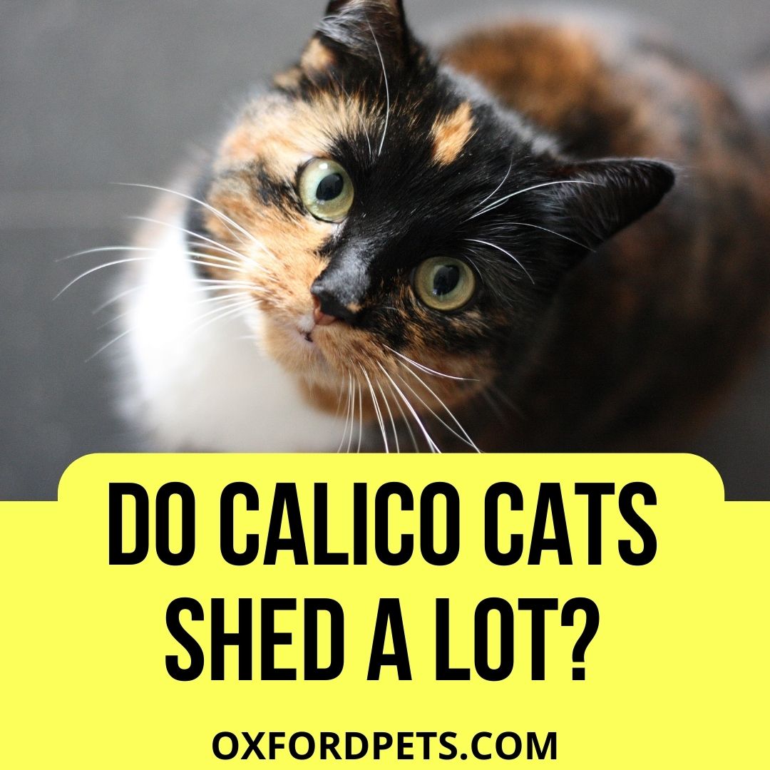 Do Calico Cats Shed More? (4 Scientific Reasons)