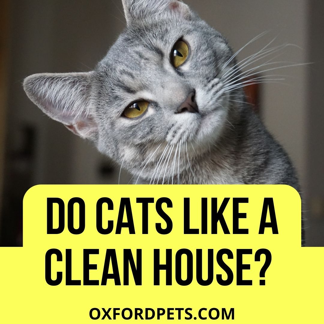 Do Cats Like A Clean House?