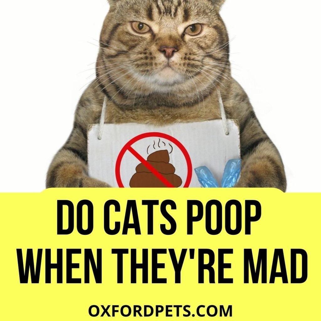 Do Cats Poop When They are Mad