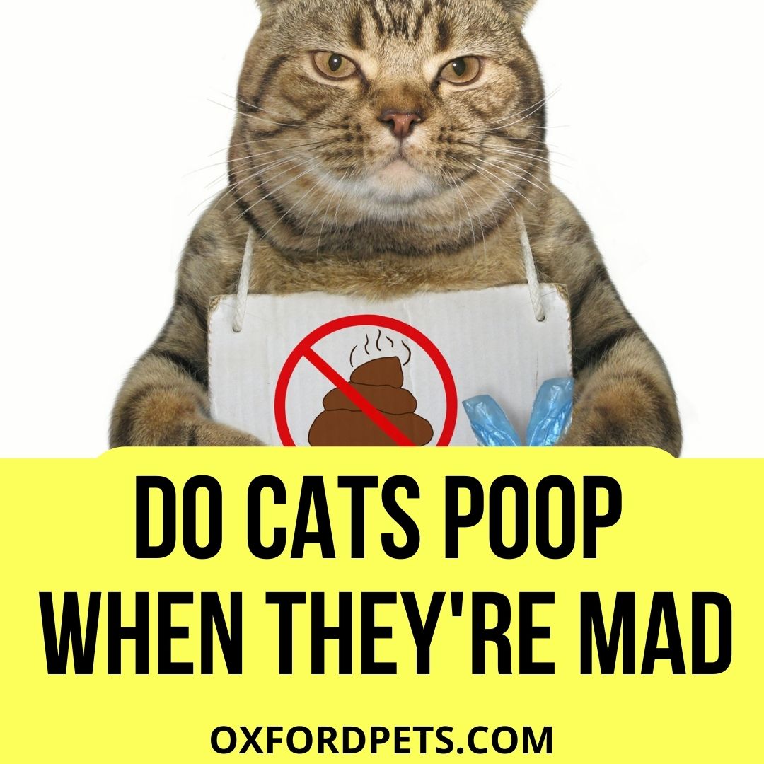 Why Your Cat Poops Outside The Box!