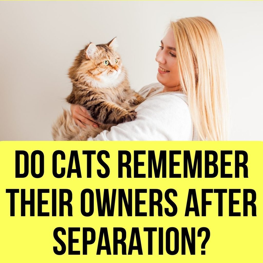 Do Cats Remember Their Owners After Separation?