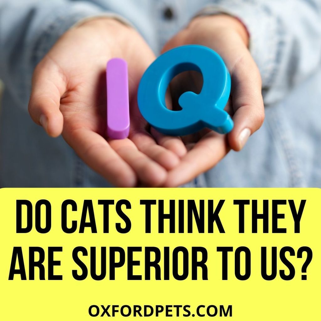 Do Cats Think They Are Superior to Humans