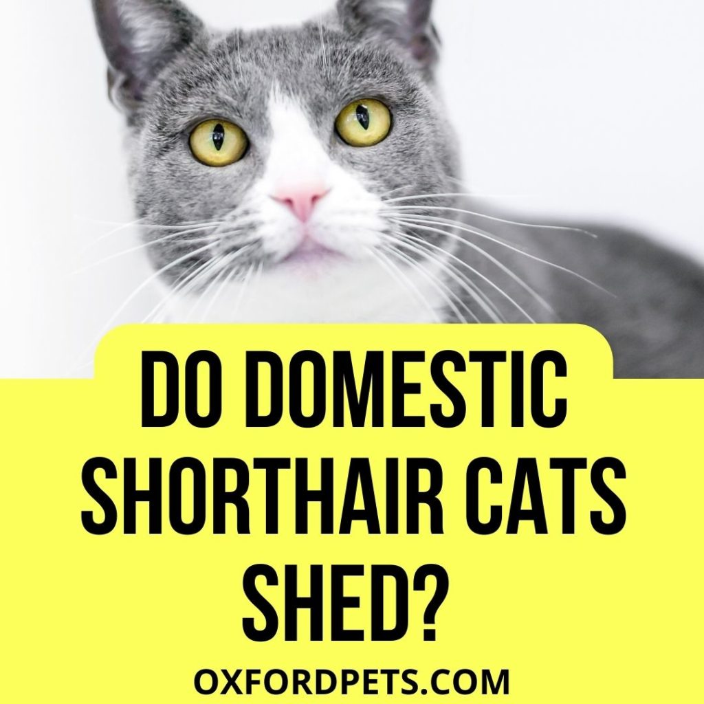 Do Domestic Shorthair Cats Shed