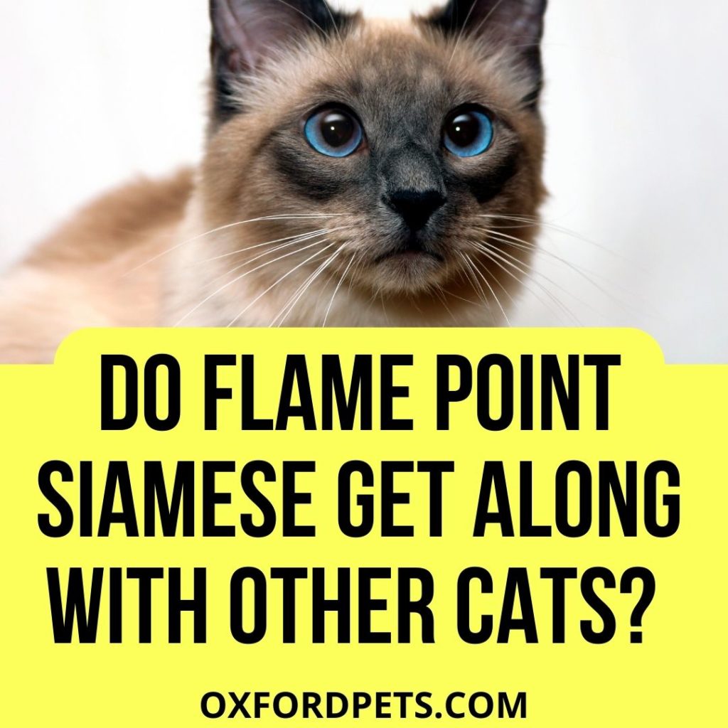 Do Flame Point Siamese Get Along With Other Cats?