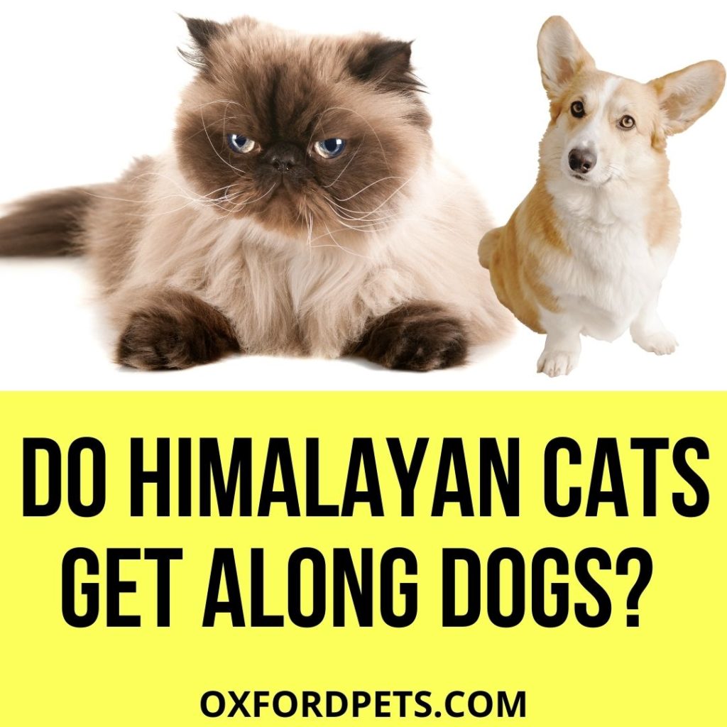 Do Himalayan Cats Get Along with Dogs