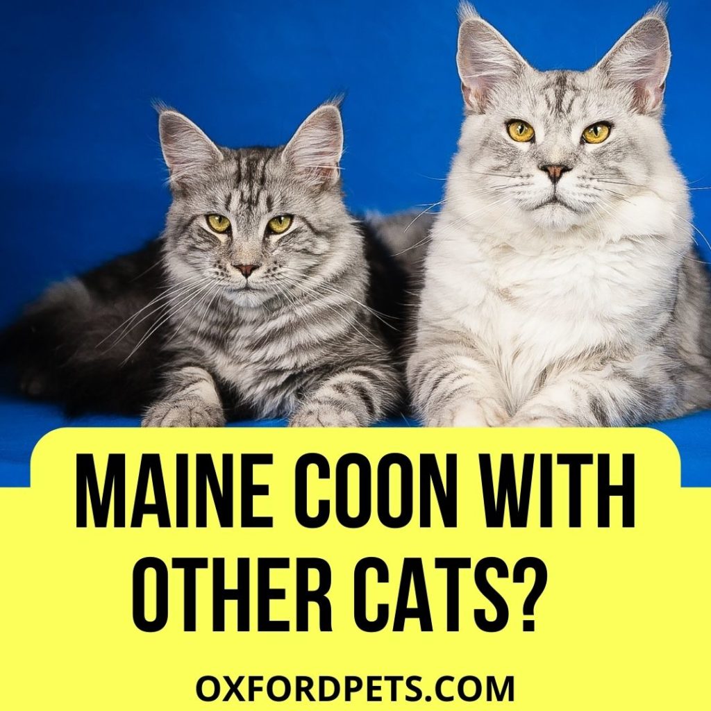 Do Maine Coon Cats Get Along With Other Cats? (10 Friendly Breeds)