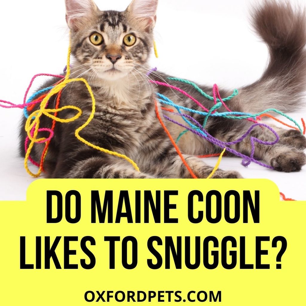 Do Maine Coon Cats Like to Snuggle?