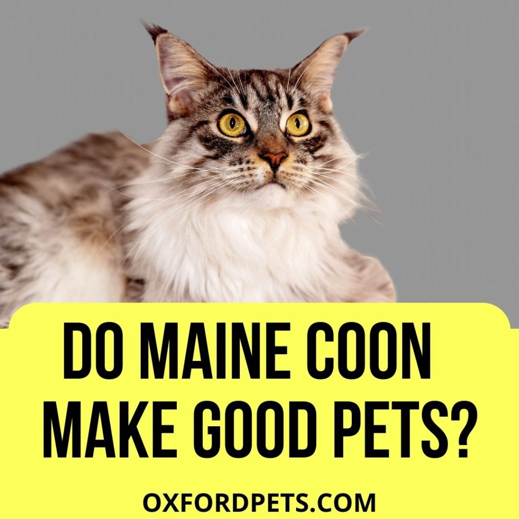 Do Maine Coon Cats Make Good Pets