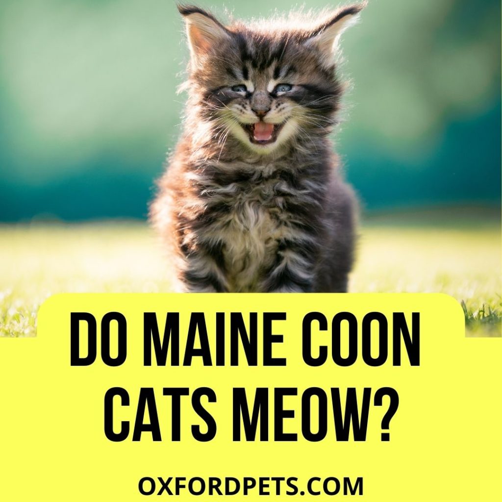 Do Maine Coon Cats Meow? [2022 review]