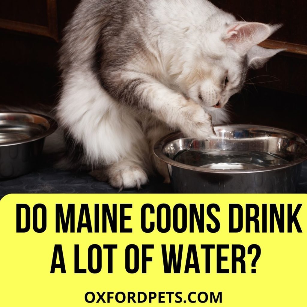Do Maine Coons Drink a Lot of Water?