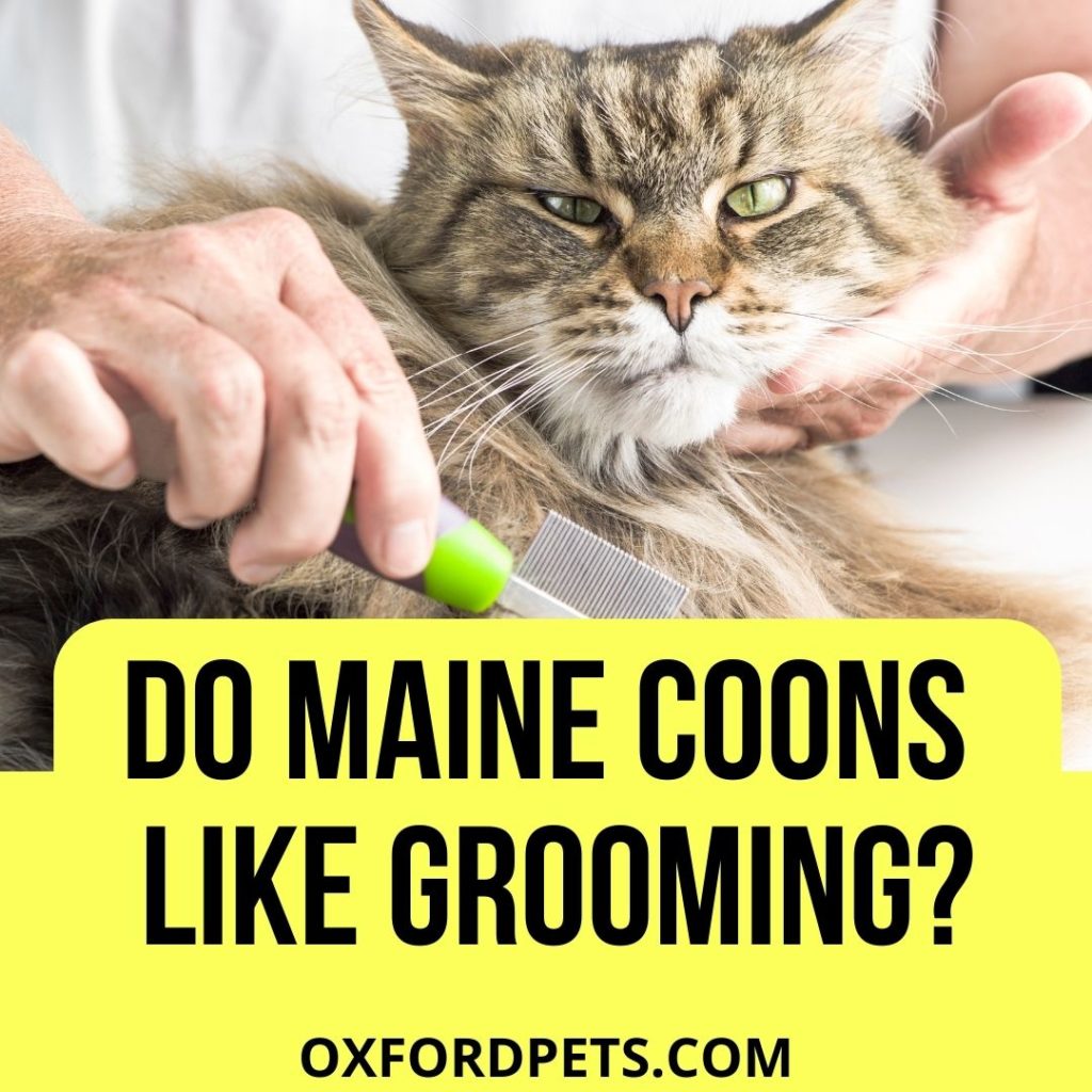 Do Maine Coons Like to Be Groomed