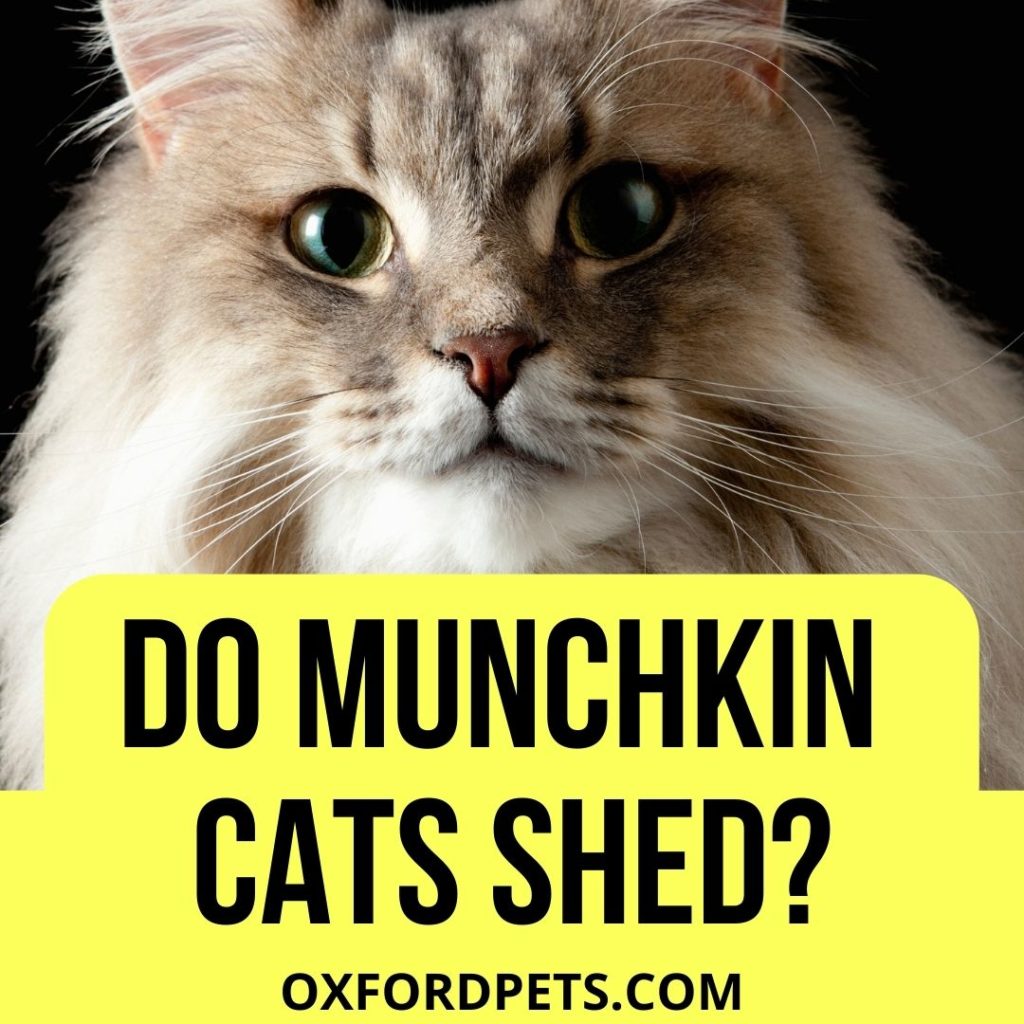 Do Munchkin Cats Shed?