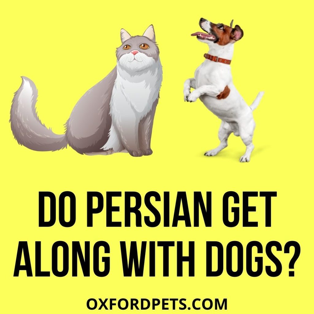 Do Persian Cats Get Along With Dogs? (Is it Possible?)