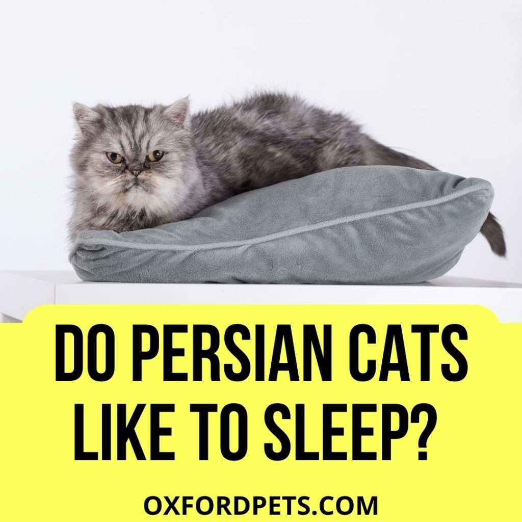 Do Persian Cats Like To Sleep