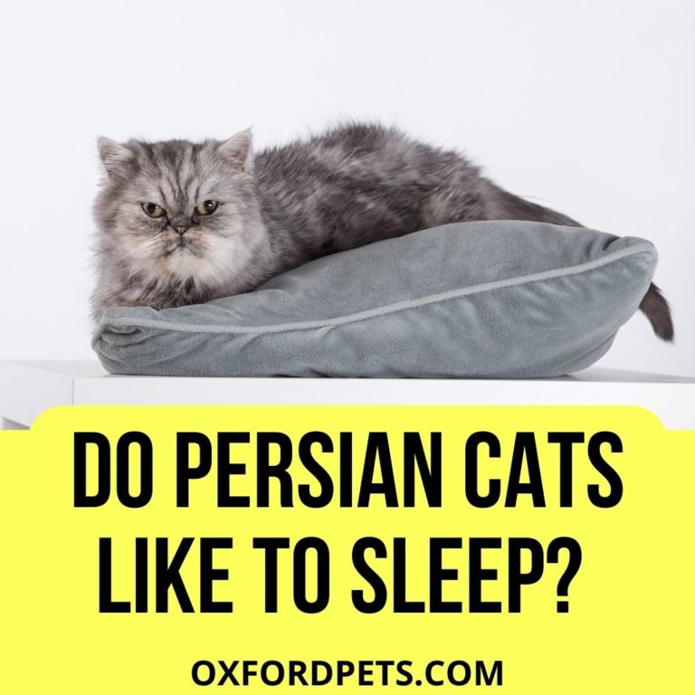 Do Persian Cats Like To Sleep? (How Many Hours Per Day?) Oxford Pets