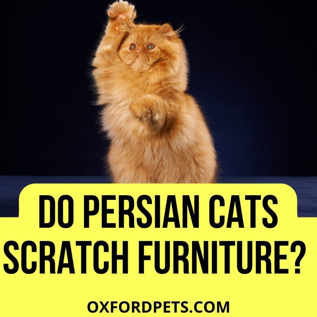Do Persian Cats Scratch Furniture