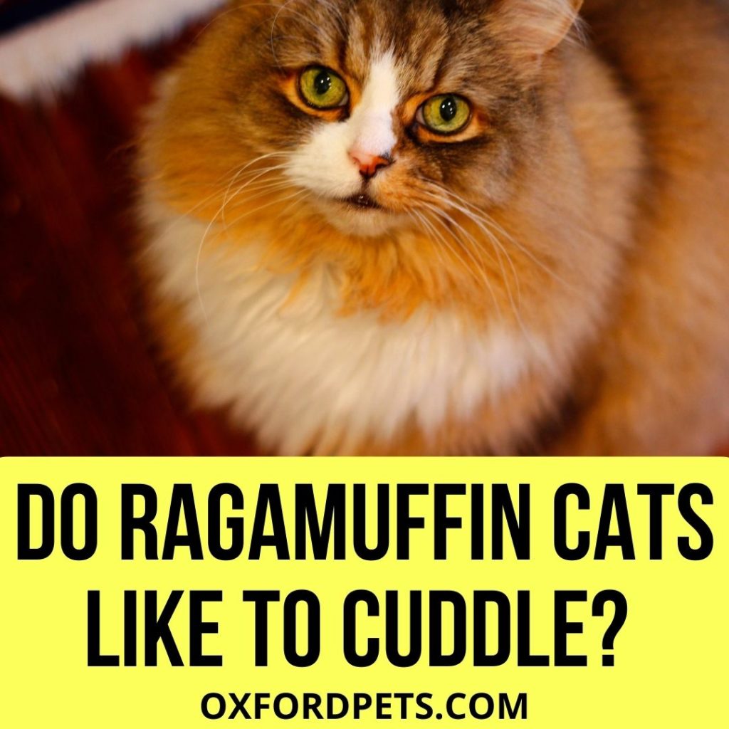 Do Ragamuffin Cats Like to Cuddle?