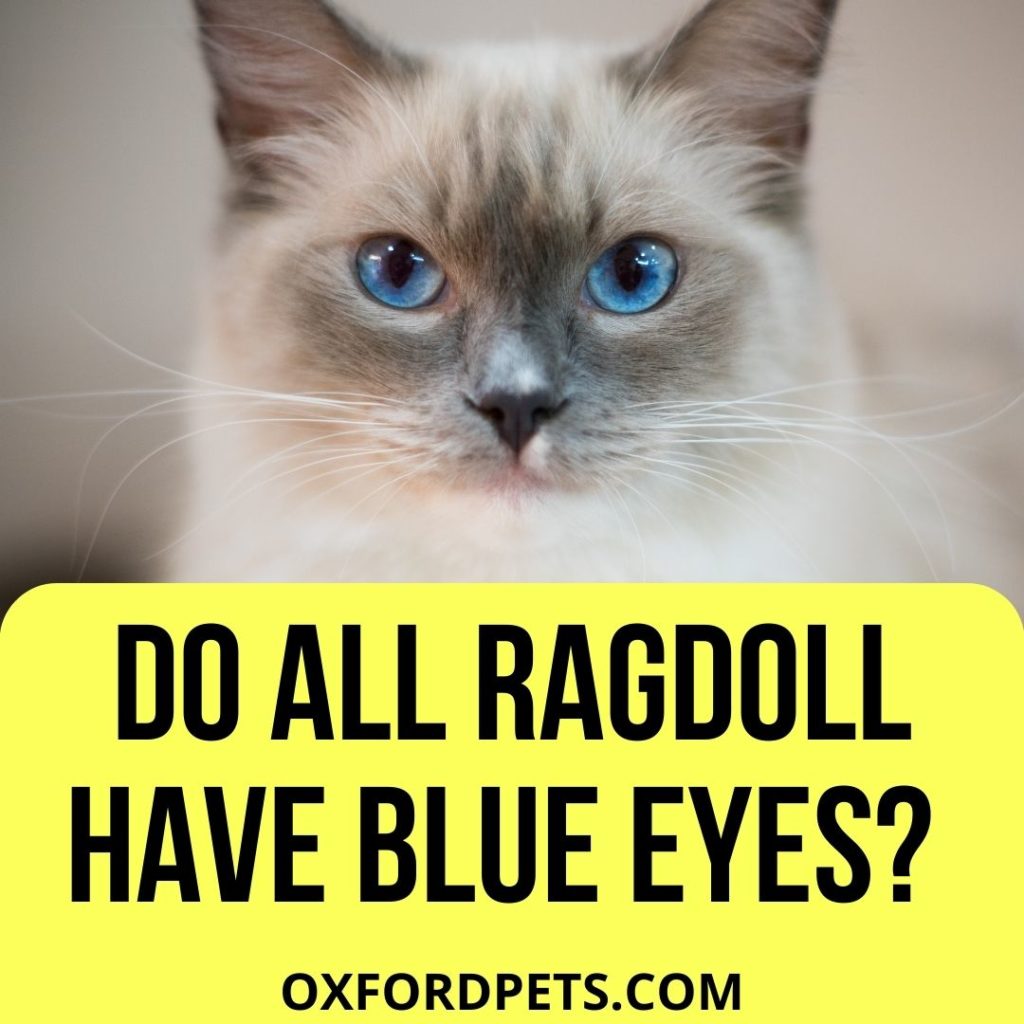 Do Ragdoll Cats All Have Blue Eyes?