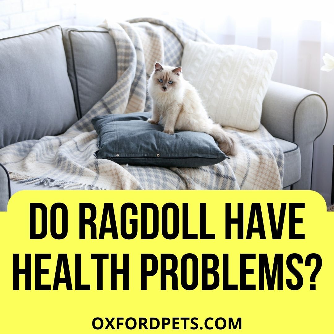 Do Ragdoll Cats Have Health Problems? Oxford Pets