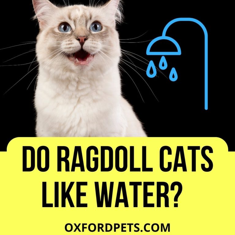 Do Ragdoll Cats Like Water? (Do They Need a Bath?) Oxford Pets