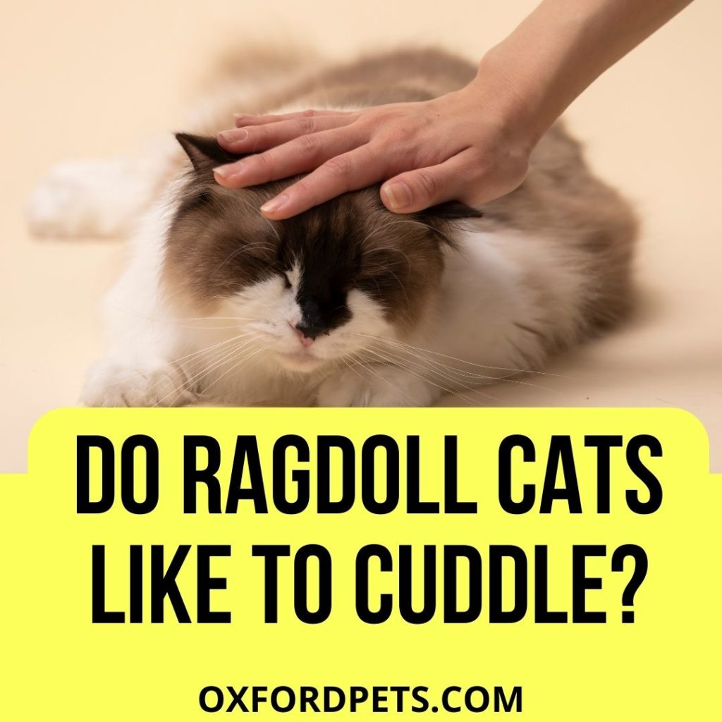 Do Ragdoll Cats Like to Cuddle