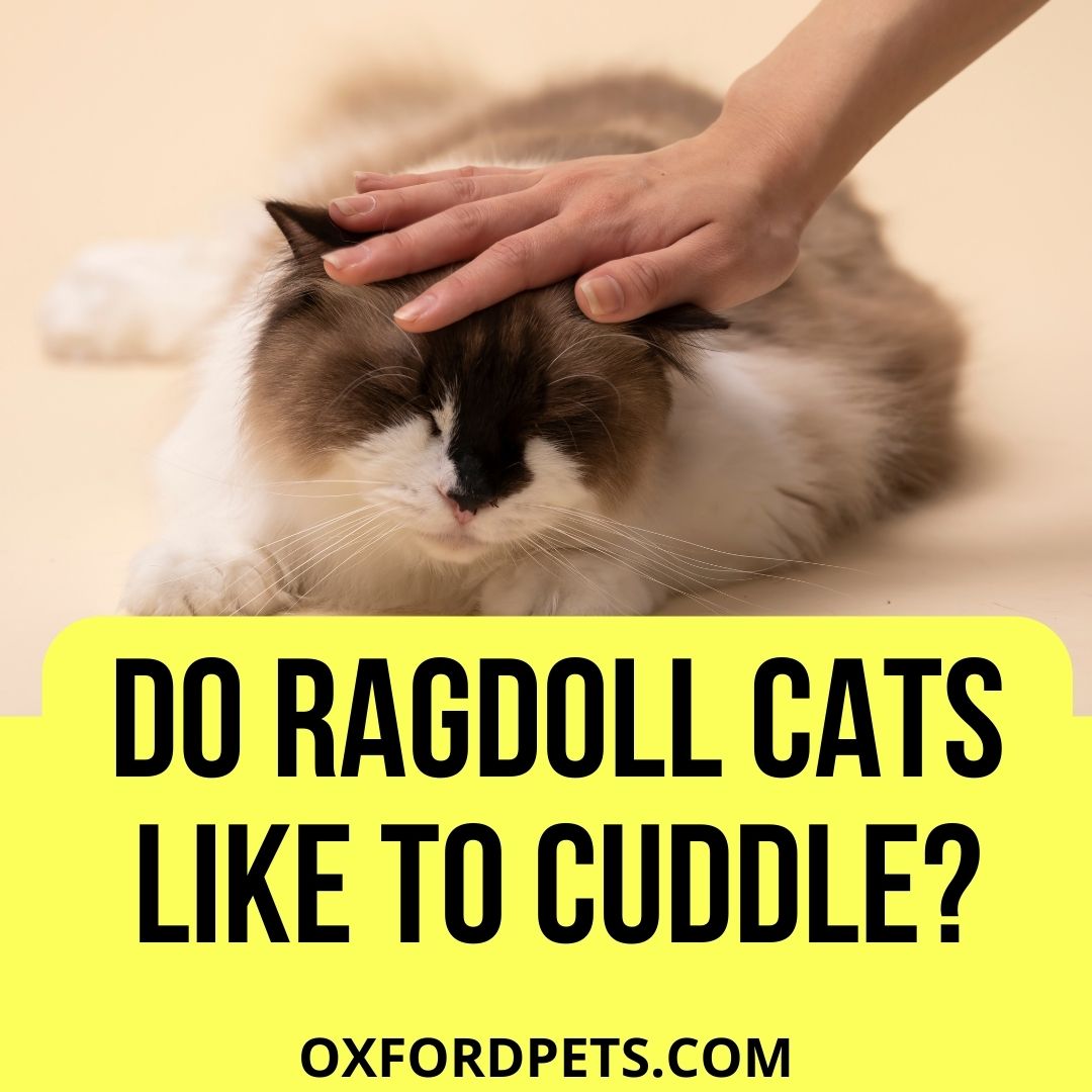 Do Ragdoll Cats Like to Cuddle