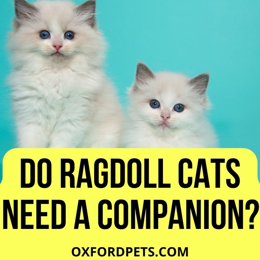 Do Ragdoll Cats Need a Companion