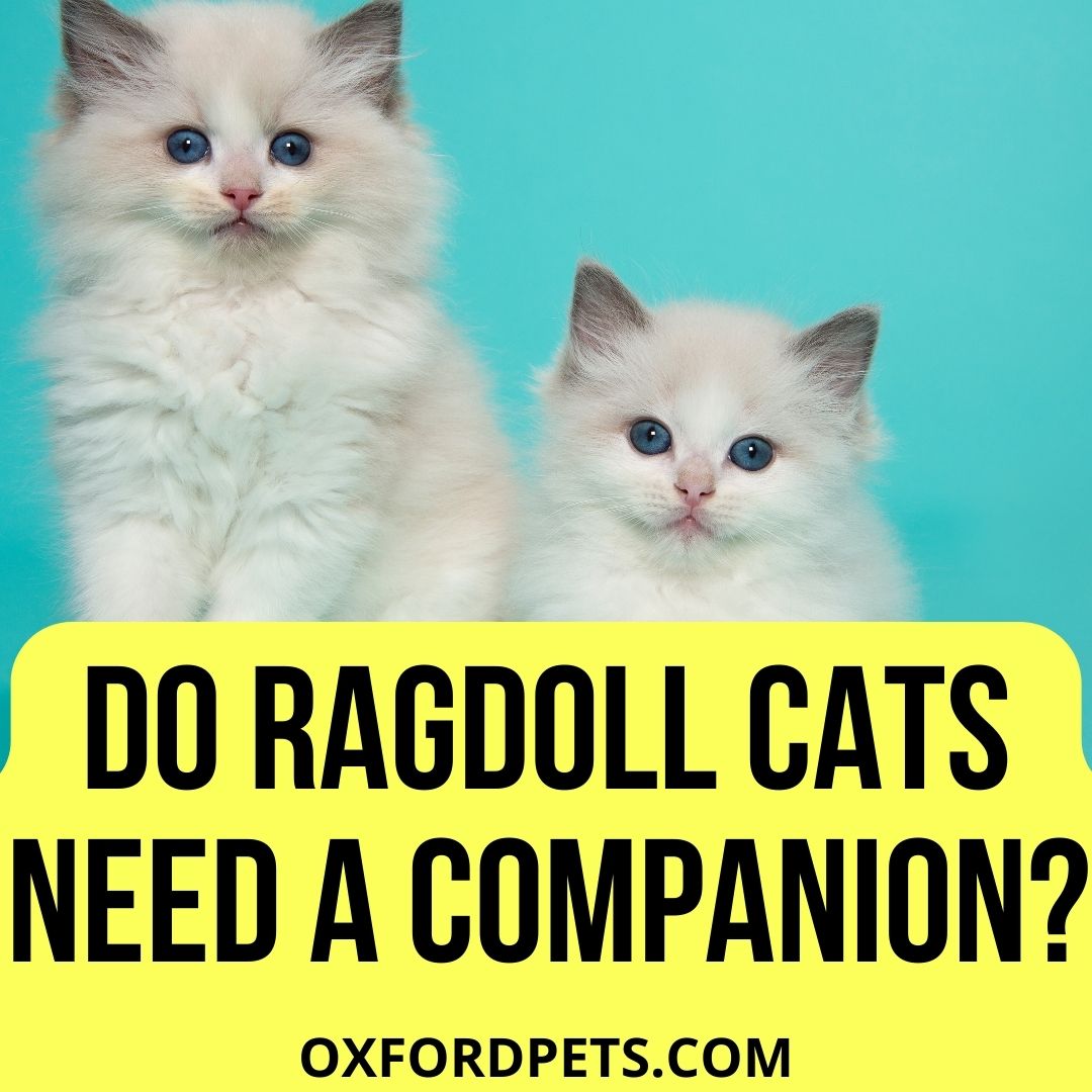 Do Ragdoll Cats Need a Companion? (5 Reasons Why) - Oxford Pets